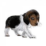Puppy Beagle Stock Photo