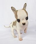 Puppy Chihuahua Stock Photo