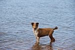 Puppy Collie On The Beach Pet Friendly Stock Photo