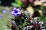 Purple Flower Stock Photo