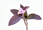 
Purple Flowers And Leaves On A White Background Stock Photo