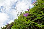 Purple Flowers Of Ivy Plant And Blue Sky Stock Photo