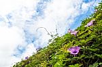 Purple Flowers Of Ivy Plant And Blue Sky Stock Photo