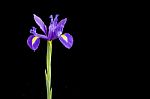 Purple Iris Stock Photo
