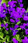 Purple Iris Flowers In A Garden Stock Photo