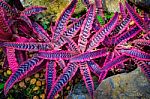 Purple Leaf Plant Like Star On Ground Stock Photo