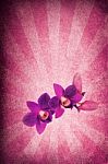 Purple Orchid Stock Photo