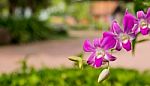 Purple Orchids On Tree Stock Photo