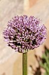 Purple Pom Pom Alium Flower Stock Photo