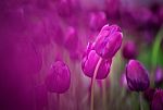 Purple Tulips Stock Photo