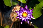 Purple Water Lily Stock Photo