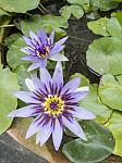 Purple Water Lily Stock Photo