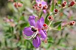 
Purple Wildflowers Born On Stream In The Forest Beautiful Detai Stock Photo