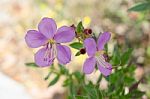 
Purple Wildflowers Born On Stream In The Forest Beautiful Detai Stock Photo
