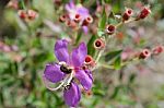 Purple Wildflowers Born On Stream In The Forest Beautiful Detai Stock Photo