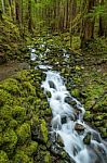 Rain Forest And Cascades Along Sol Duc Falls Trail Stock Photo