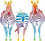 Rainbow Zebra Stock Photo