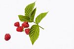 Raspberry Fruits Stock Photo