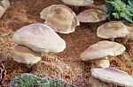 Raw Fresh Shiitake Mushrooms For Display Stock Photo