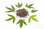 Raw Hemp Cannabis Seeds Green Leaf Close Up Stock Photo