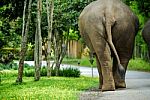Rear View Of Thai Elephant Stock Photo