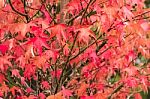 Red And Orange Leaves Of The Liquidambar Under The Autumn Rain Stock Photo