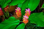 Red And Pink Galangal Flower In Garden With Leaves Stock Photo