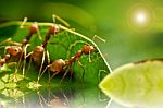 Red Ant Team Work Stock Photo