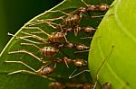 Red Ants Teamwork Stock Photo