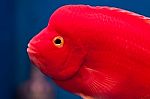 Red Cichlid Fish Stock Photo