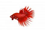 Red Crowntail Betta Stock Photo