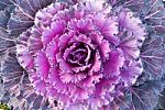 Red Decorative Cabbage Stock Photo