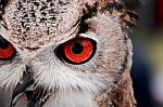 Red Eyed Owl Stock Photo