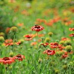 Red Flower With Bees Stock Photo