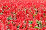 Red Flowers Field, Stock Photo