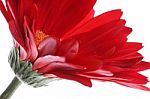 Red Gerbera With Water Drops Stock Photo