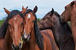 Red Horses Stock Photo