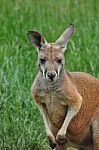 Red Kangaroo Stock Photo