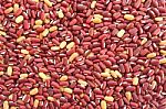 Red Kidney Bean Stock Photo