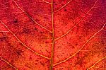 Red Leaf Texture Stock Photo
