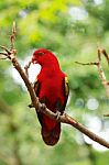 Red Lory Standing On A Tree Branch, Parrot Stock Photo