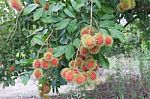 Red Rambutans On Tree Branch Stock Photo