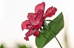 
Red Rose Stock Photo