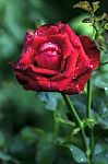 Red Rose Stock Photo