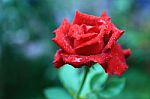 Red Rose Stock Photo