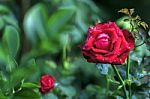 Red Rose Stock Photo