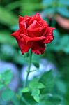 Red Rose Stock Photo