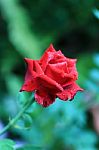 Red Rose Stock Photo