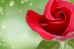 Red Rose Stock Photo