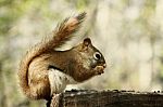 Red Squirrel Eating Sunflower Seeds Stock Photo